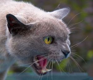 ����� �������� �������